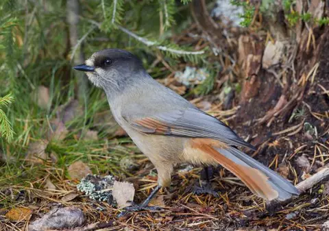 TEST | VEZI ce PASĂRE EŞTI şi ce înseamnă asta!