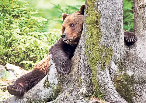 Până la primăvară, adio bălăceală! Un fotograf britanic a realizat nişte cadre amuzante cu un urs într-o pădure din Germania | FOTO
