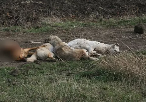 Autorităţile locale despre vânătorii care au făcut măcel în Botoşani: "Au văzut nişte căţei şi au tras cu puşca, să arate că sunt puternici"