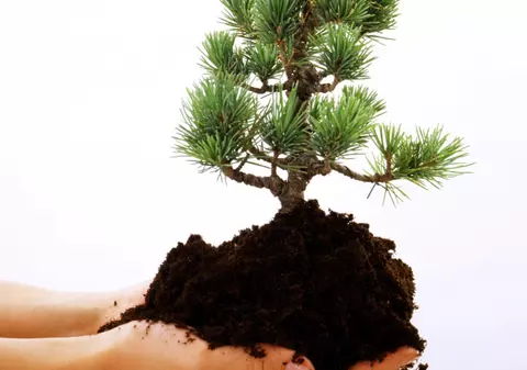 VAMPIRI ENERGETICI. Ce plante iti fac bine si de care trebuie sa te feresti