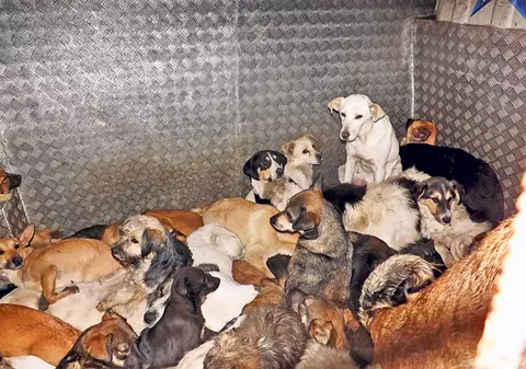 Cruzime ieşită din comun: au îngrămădit 80 de câini într-o dubă! FOTO