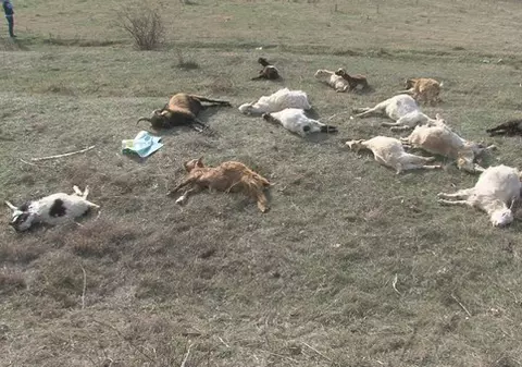 Peste 20 de capre au murit în chinuri groaznice după ce au fost otrăvite! FOTO