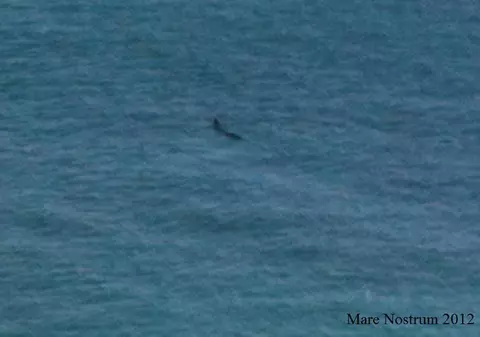 O focă şi-a făcut apariţia în Marea Neagră