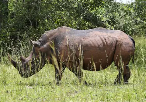 A luat o PEDEAPSĂ INCREDIBILĂ pentru trafic cu coarne de rinocer