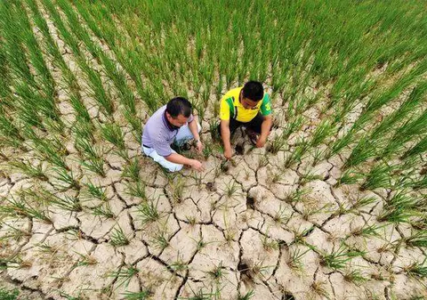 Nu vom muri de foame! Ploaia din octombrie a salvat culturile de grâu