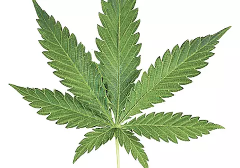 Liber la marijuana medicinală în România?