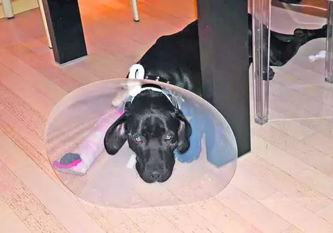 Nu toate vedetele s-au bucurat din plin de Sărbători: Câinele Andreei Raicu şi-a rupt o lăbuţă