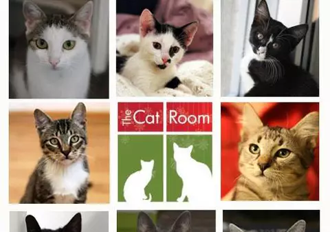 CAFENEAUA CU PISICI, cel mai tare eveniment pentru iubitorii de animale