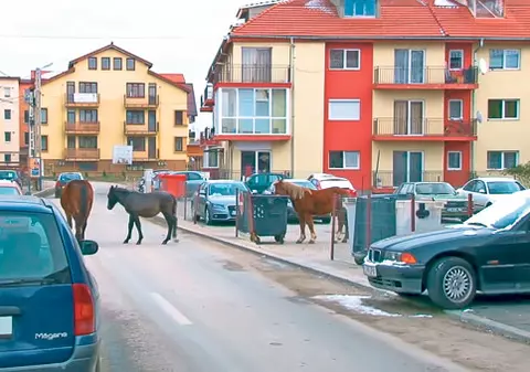 O nouă «specie» pe străzile din Floreşti, judeţul Cluj: au apărut «caii maidanezi»!