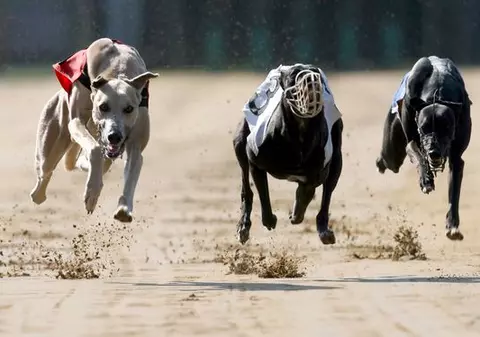 INCREDIBIL! Ce s-a întâmplat într-o cursă de câini NU E PĂMÂNTESC! Aşa ceva se petrece o dată la 30 de milioane de încercări