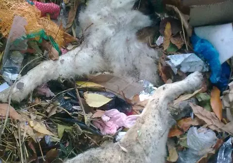 Câini OMORÂŢI fără milă, cu FURADAN, în sectorul 3. Sunt căutaţi CRIMINALII