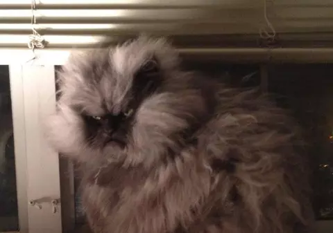 Cea mai urâtă pisică din lume, "Colonelul Miau", LOVEŞTE DIN NOU, pe Facebook! Vezi ce a făcut | FOTO AMUZANT