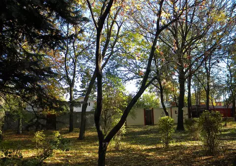 Incredibil, dar adevărat! Trăiește de 9 luni într-un copac pentru că l-a înșelat nevasta