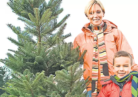 Cum deosebeşti bradul de molid