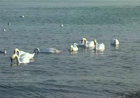 IMAGINI SUPERBE LA EFORIE SUD. Lebede, la malul mării