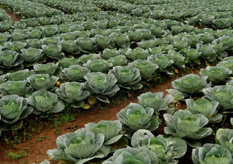 Pregătiţi pentru COLONIZARE! Chinezii vor SĂ PLANTEZE VARZĂ pe Marte şi pe Lună!
