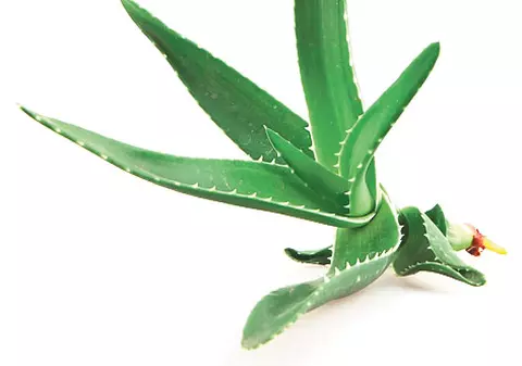 Aloe Vera vindecă arsurile şi iritaţiile pielii