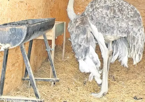 Drama de la Zoo Ploieşti: după ce un struţ a murit, şi partenera sa din ultimii 10 ani e în pericol