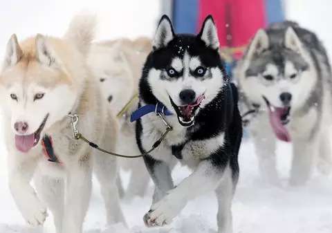 Se întâmplă în România | Peste 60 de câini arctici la o competiție de atelaje canine | FOTO