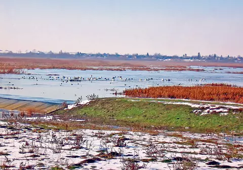 Lebedele au invadat România de foame