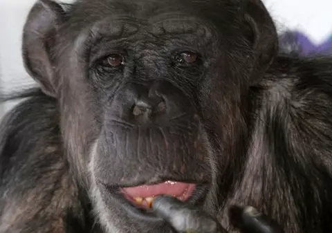 O maimuță a provocat un război etnic soldat cu cel puțin 20 de morți și 50 de răniți