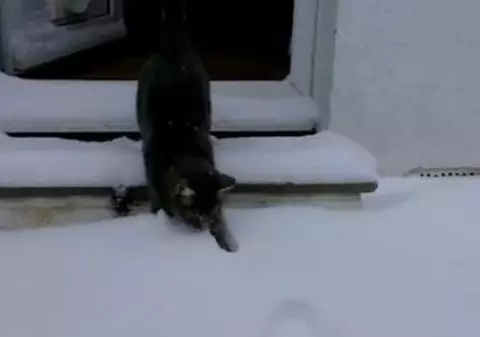 FUNNY! Cum reacționează un motan care vede prima dată zăpada | VIDEO