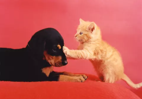 EXPLICAŢIE HALUCINANTĂ | De ce mănâncă pisici şi câini fermierii din Elveţia