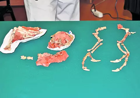 «Balaurul bondoc» era un dinozaur zburător!