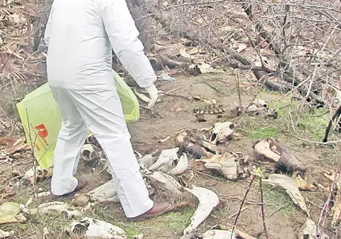 Carnea de cal «deghizată» în vită a ajuns şi în Grecia