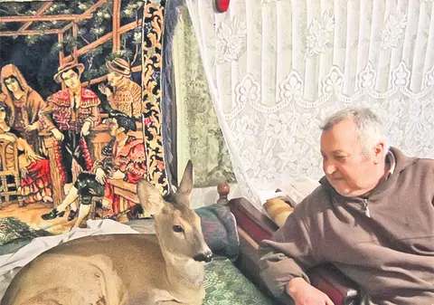 Riscă doi ani de puşcărie pentru că a salvat un pui de căprioară