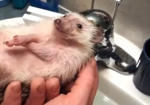 Uite cum se relaxează un arici la băiţă | VIDEO AMUZANT