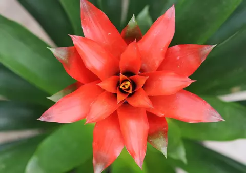 10 reguli ca să ai în casă o bromelie spectaculoasă 