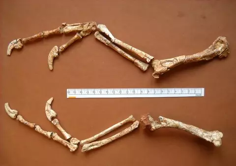 Descoperire inedită: în România au fost găsite fosilele unui nou tip de reptilă zburătoare