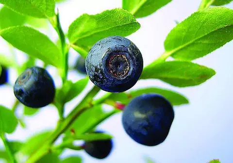 Afinele reglează glicemia