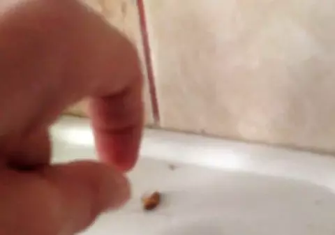 Copii tratați printre gândaci, la Spitalul de Pediatrie din Ploiești - VIDEO