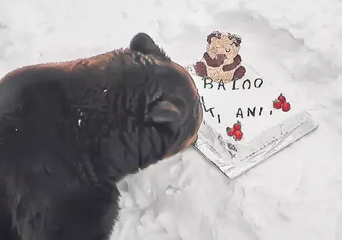 Baloo a chefuit cu tort de ziua lui! Ursul mascotă al staţiunii Straja a împlinit 13 ani şi a fost sărbătorit ca la carte