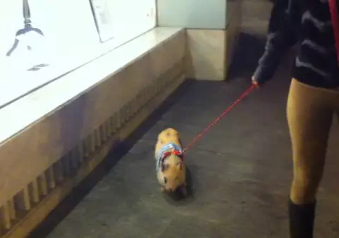 Ultima fiţă! Cu porcul în lesă prin centrul Bucureştiului | FOTO&VIDEO