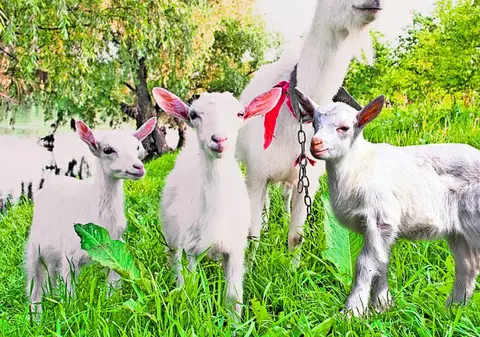 Au furat capra cu trei iezi! Poveştile lui Ion Creangă, în varianta modernă