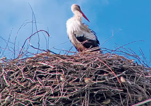 Prima barză, în cuibul Big Brother | Pasărea va putea fi urmărită pe internet zi şi noapte