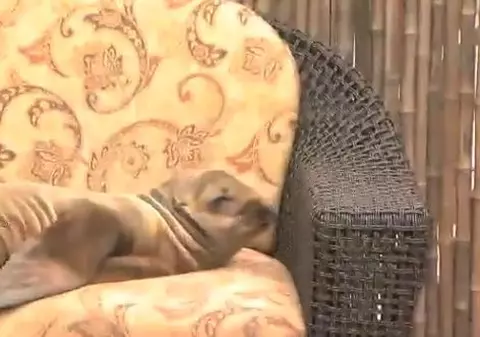 Un pui de leu de mare s-a cuibărit în holul unui hotel de lux | VIDEO