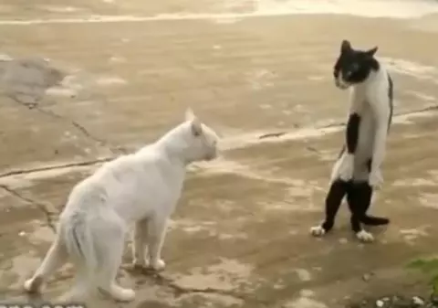 Râzi cu lacrimi de pisicile Kung-fu și de alte faze memorabile. Vezi selecția celor mai amuzante momente virale din ultimii 4 ani