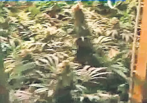 Cultivau cannabis în apartamente! Vezi aici ce riscă traficanţii!