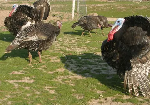 România, în centrul unui nou scandal! Carne de curcan contaminată, exportată în Germania