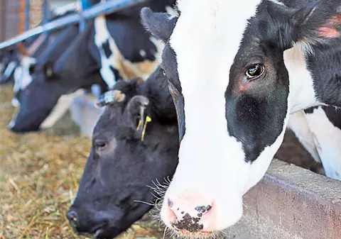 Lapte cancerigen la mai multe ferme