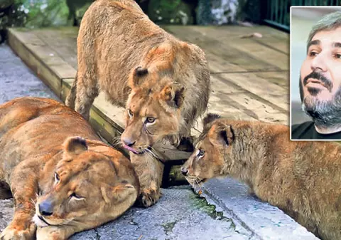 Sile vrea afară ca să își vadă leii | Temutul interlop i s-a plâns avocatului că îi e dor de animale