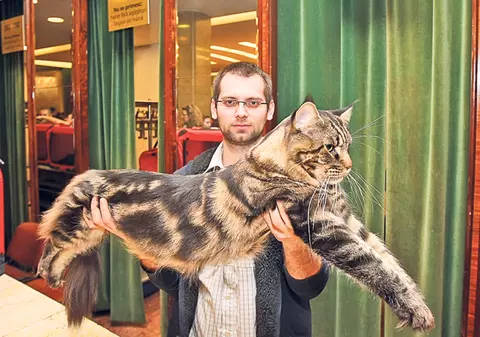 Uriaşul ăsta are 9 kg! Iată ce minunăţii de pisici s-au adunat la expoziţia de la Sala Palatului | FOTO