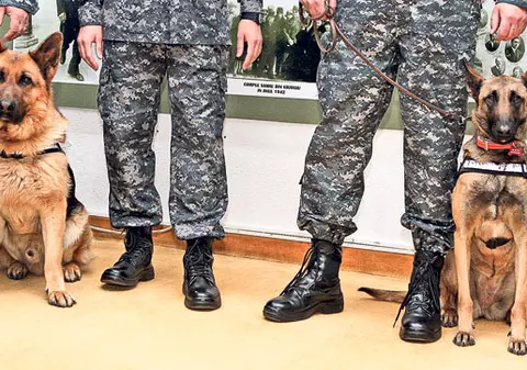 Iată-i pe cei mai buni câini căutători de ţigarete! Teco şi Tora sunt spaima contrabandiştilor