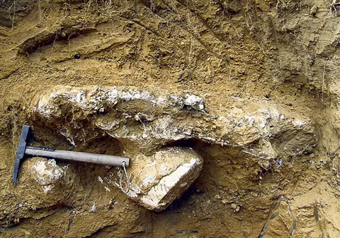 Animal preistoric scos la iveală de viitură