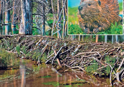 Incredibil! Despăgubit de stat din cauza castorilor! Animalele au făcut un baraj care a dus la inundarea terenului unui sibian