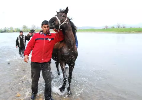 Cai salvaţi de la înec de pompieri după ce animalele au rămas prinse în nămol în mijlocul râului Mureş | FOTO 